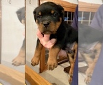 Puppy 1 Rottweiler