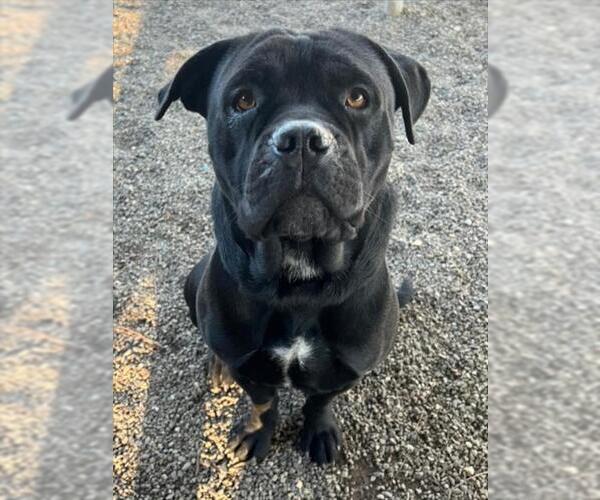 Medium Photo #1 Mutt Puppy For Sale in Woodland, CA, USA