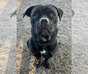 Mutt Dogs for adoption in Woodland, CA, USA