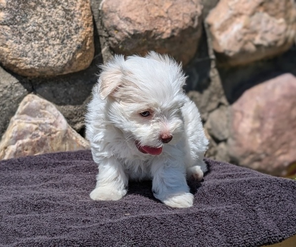 Medium Photo #5 Havanese Puppy For Sale in GOSHEN, IN, USA