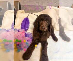 Poodle (Standard) Puppy for sale in DUNNELLON, FL, USA