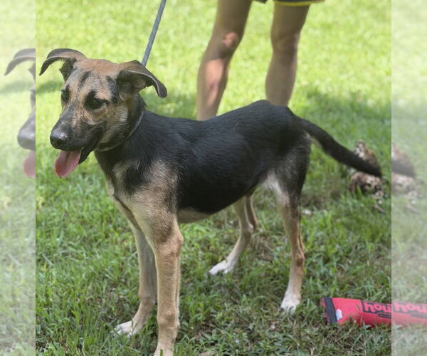 Medium Photo #3 German Shepherd Dog Puppy For Sale in Yardley, PA, USA