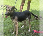 Small Photo #3 German Shepherd Dog Puppy For Sale in Yardley, PA, USA