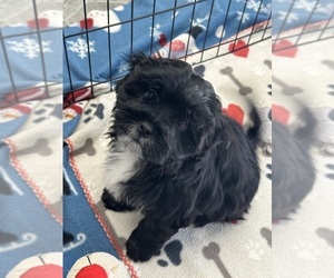 ShihPoo Puppy for sale in SILEX, MO, USA