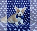 Small Photo #1 Pembroke Welsh Corgi Puppy For Sale in GLEN ROCK, PA, USA