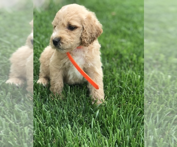 Medium Photo #4 Goldendoodle Puppy For Sale in BOWLING GREEN, KY, USA