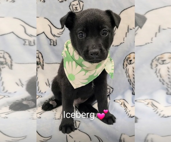 Medium Photo #1 Shepradors Puppy For Sale in SHERBURNE, NY, USA