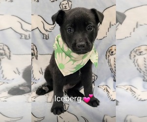 Shepradors Dogs for adoption in SHERBURNE, NY, USA
