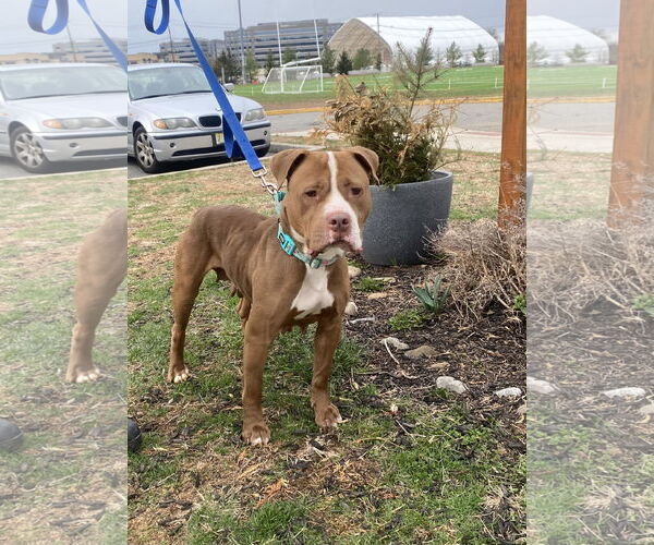 Medium Photo #2 American Pit Bull Terrier Puppy For Sale in Bridgewater, NJ, USA