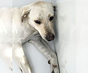 Labrador Retriever-Unknown Mix Dogs for adoption in Houston, TX, USA
