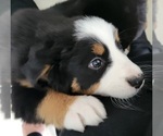 Small Photo #4 Bernese Mountain Dog Puppy For Sale in WATERFORD, MI, USA