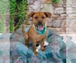 Small #2 Labrador Retriever Mix