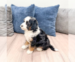 Small Photo #19 Sheepadoodle Puppy For Sale in MILLERSBURG, OH, USA