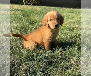 Golden Retriever Puppy for sale in INDIANAPOLIS, IN, USA