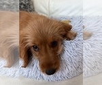 Small Photo #2 Golden Retriever-Poodle (Toy) Mix Puppy For Sale in NEWPORT BEACH, CA, USA
