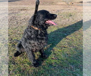 Milo - Male Labrador Retriever Dog for Adoption - Photo #3