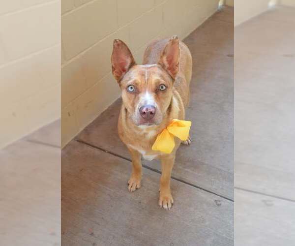 Medium Photo #3 American Pit Bull Terrier-Unknown Mix Puppy For Sale in McKinney, TX, USA