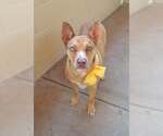 Small #2 American Pit Bull Terrier Mix