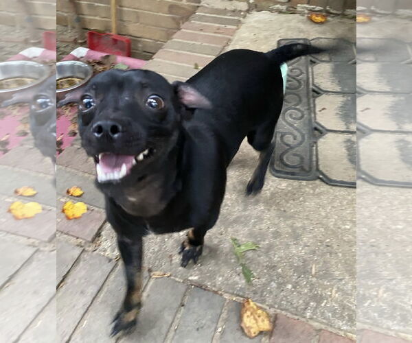 Medium Photo #12 Chihuahua-Unknown Mix Puppy For Sale in Garner, NC, USA