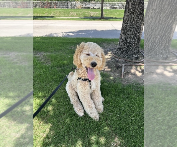 Medium Photo #1 Poodle (Standard) Puppy For Sale in ARGYLE, TX, USA