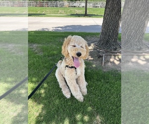 Poodle (Standard) Puppy for sale in ARGYLE, TX, USA