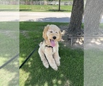 Small Poodle (Standard)