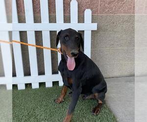 Doberman Pinscher Dogs for adoption in Modesto, CA, USA