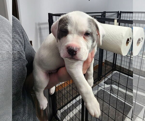 Medium Photo #1 Mutt Puppy For Sale in Fargo, ND, USA