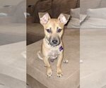 Small Photo #1 Dachshund-Jack Russell Terrier Mix Puppy For Sale in Pleasanton, TX, USA