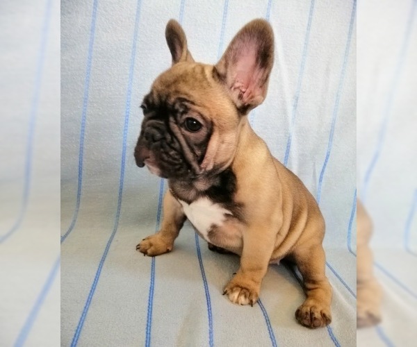 Medium Photo #3 French Bulldog Puppy For Sale in BROOKLYN, NY, USA