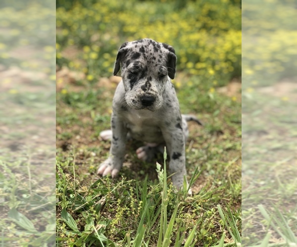 Medium Photo #9 Great Dane Puppy For Sale in PINNACLE, NC, USA