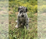 Small Photo #9 Great Dane Puppy For Sale in PINNACLE, NC, USA