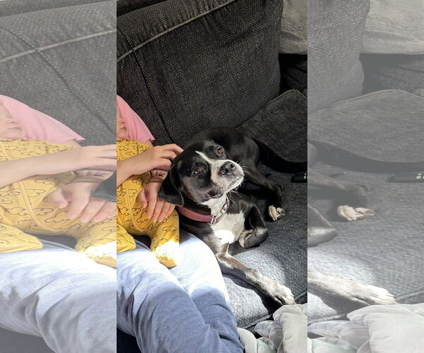 Medium Photo #3 Border Collie-Unknown Mix Puppy For Sale in Spotsylvania, VA, USA