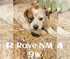 Red Heeler-Unknown Mix Dogs for adoption in The Woodlands, TX, USA