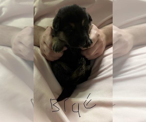 Medium Photo #8 German Shepherd Dog Puppy For Sale in SACRAMENTO, CA, USA