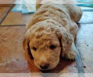 Goldendoodle Puppy for sale in WATERTOWN, NY, USA