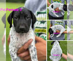 Puppy Puppy 3 German Shorthaired Pointer