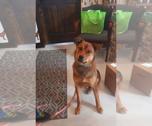 Shepweiller Dogs for adoption in Mt. Gilead, OH, USA