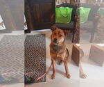 Small Shepweiller