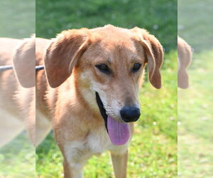 Mutt Dogs for adoption in Glen Allen, VA, USA