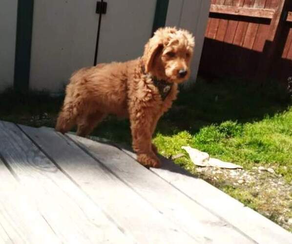 Medium Photo #6 Goldendoodle-Poodle (Standard) Mix Puppy For Sale in ROGUE RIVER, OR, USA