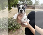 Small #2 French Bulldog