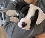 Small #1 American Bulldog