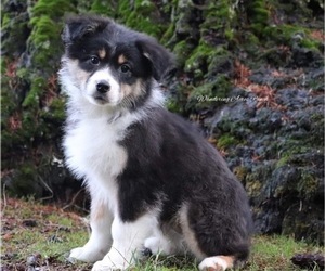 Australian Shepherd Dog for Adoption in CHEHALIS, Washington USA
