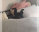 Small #10 Mutt