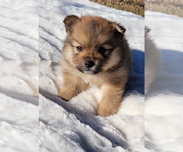 Medium Photo #8 Pomeranian Puppy For Sale in STATHAM, GA, USA