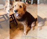 Small Photo #1 Airedale Terrier Puppy For Sale in GILMER, TX, USA