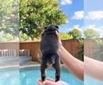 Small Photo #19 Olde English Bulldogge Puppy For Sale in FORT WORTH, TX, USA