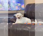Small #2 Maltese Mix