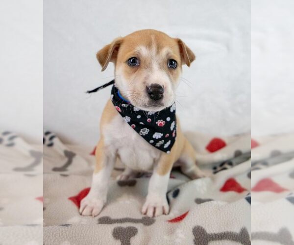 Medium Photo #2 Mutt Puppy For Sale in Kennesaw, GA, USA